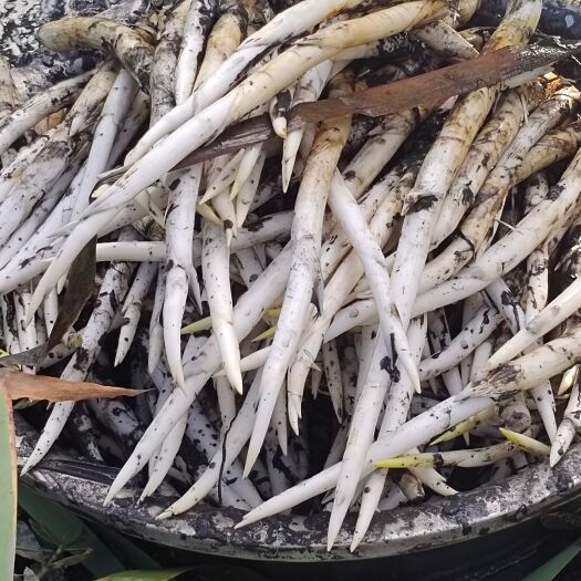 建水县象牙菜高品质，不泡水，不纤维化，冷藏可以放七天以上。