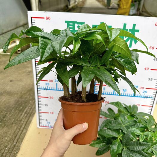 湛江五福发财树盆栽 发财树小盆栽 全国可批
