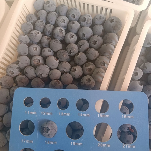 精品蓝莓，有量价格下滑。