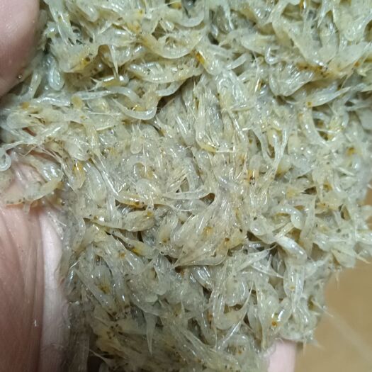 营口猛虾