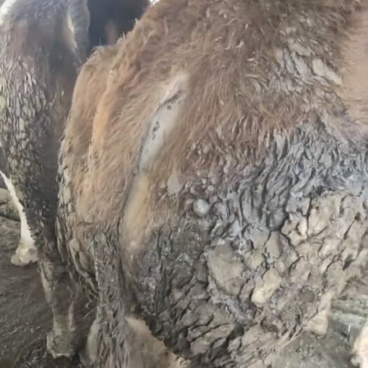 商河县育肥牛