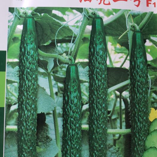 油亮二号黄瓜种子，耐热抗病，耐湿，高温35°c正常结瓜，