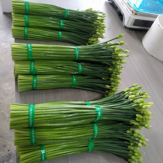 常宁市基地自种韭苔菜花批发