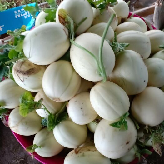 三门县东方蜜一号甜瓜  全国发货