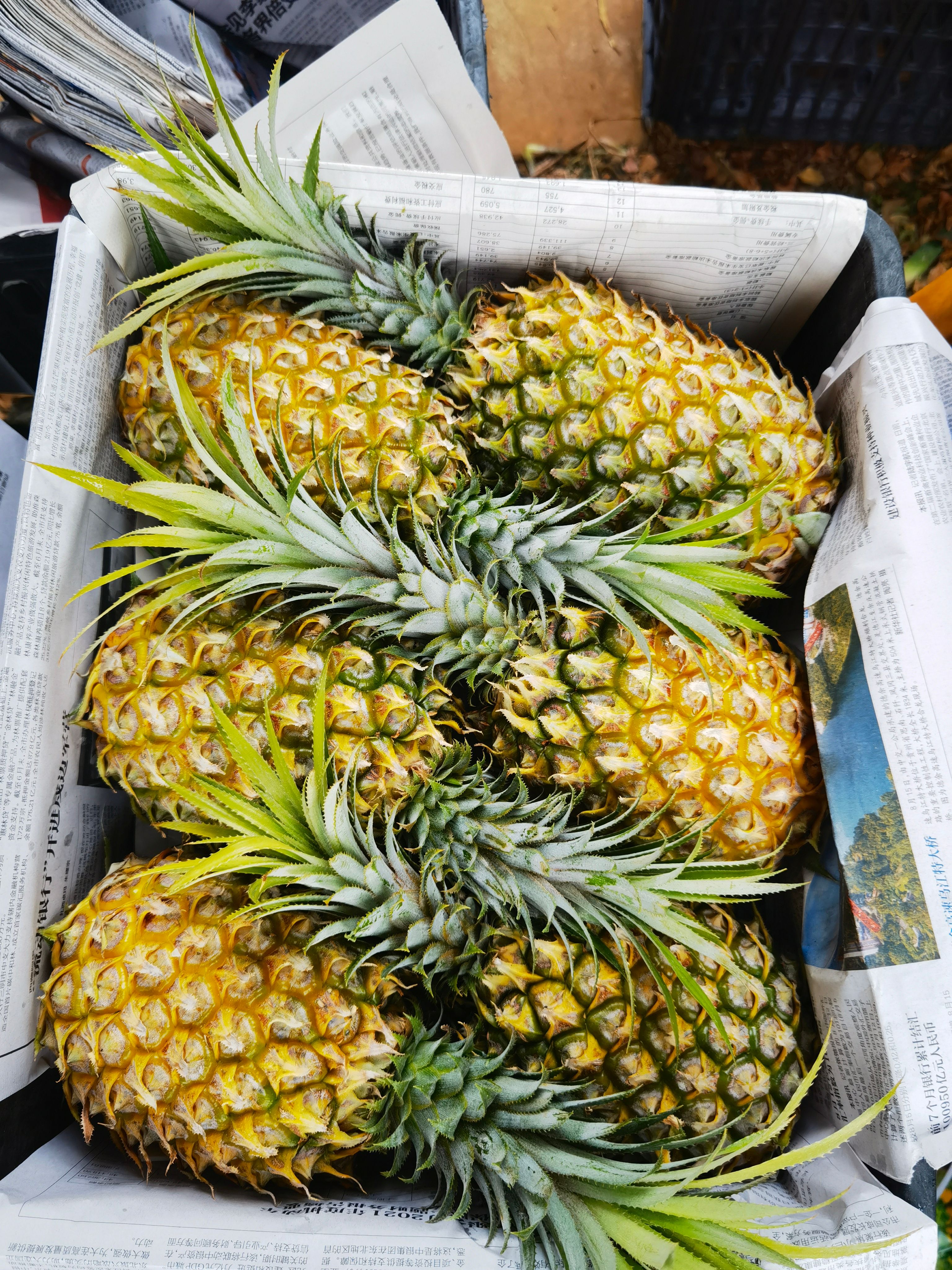 菠萝、徐闻菠萝、 海南香水菠萝、香水小菠萝、凤梨手撕菠萝、