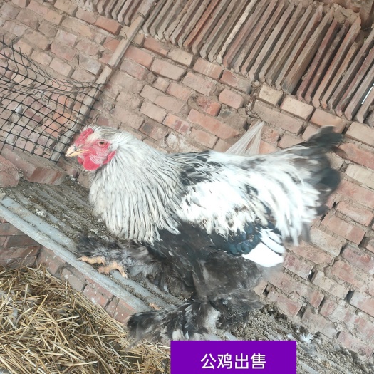 民权县精品婆罗门种鸡出售。