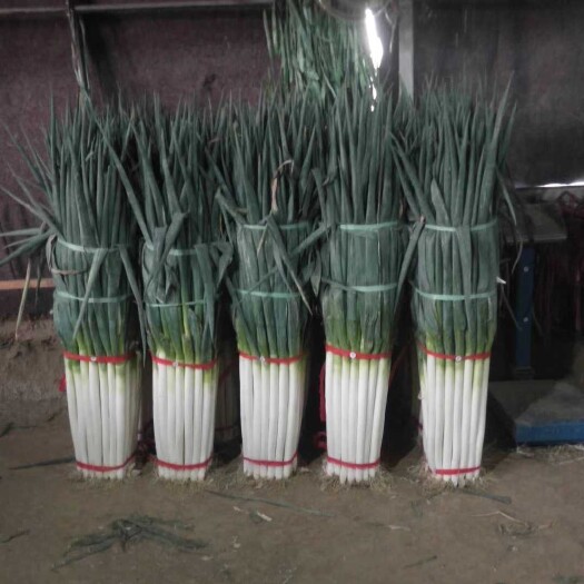 平度市平度铁杆精品大葱产地直发各种包装规格都有