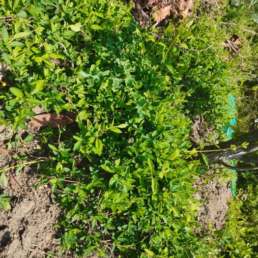 常州金银花苗露天种植