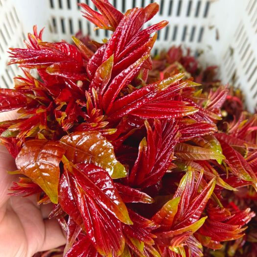 大竹县二茬嫩芽