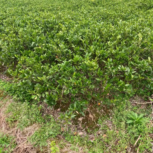 松滋市纽荷尔脐橙苗