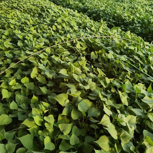 尉氏县供应脱毒龙薯9红薯苗质量保证成活率高大基地有保证