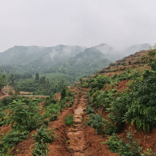 东源县4月20号有一批优质蓝莓果，出山！寻批量收购商！