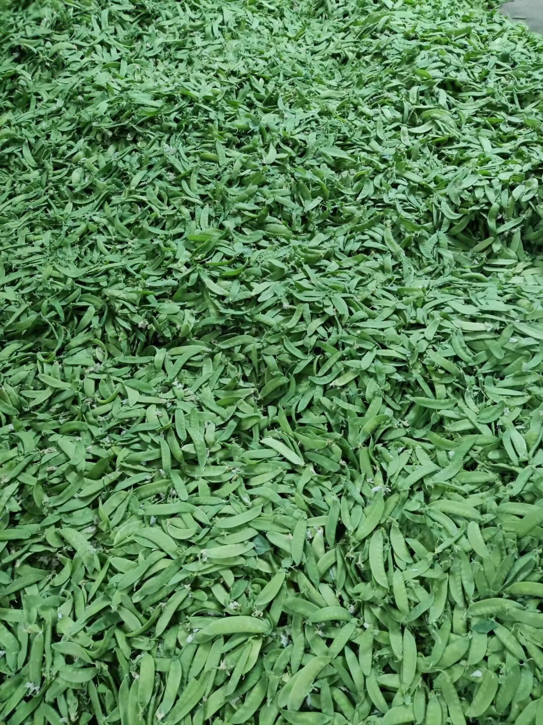 荷兰豆，豌豆荚，青脆爽口。时令新鲜。