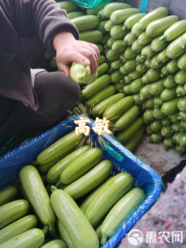 河南焦作西葫芦6-7两 瓜条好 颜色绿 货源充足