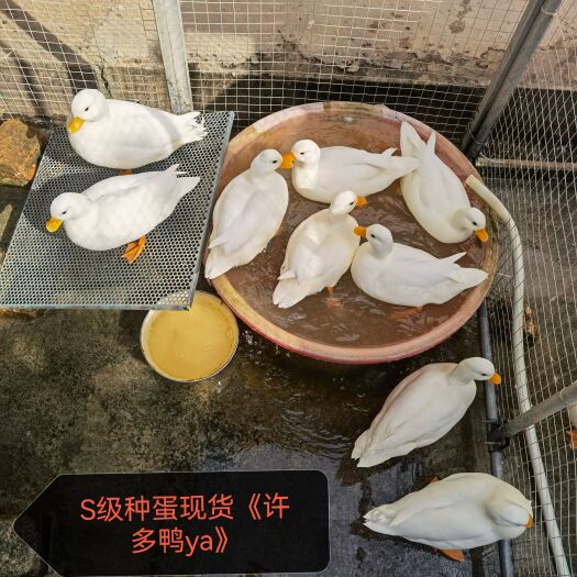 赣州S级赛级柯尔鸭种蛋批发，养殖环境好，受精率高，顺丰包邮。