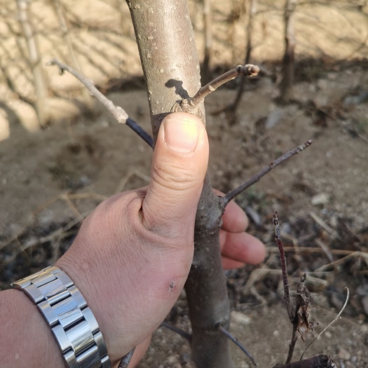 庄河市辽南王林苹果树苗，青森水蜜桃苹果树苗