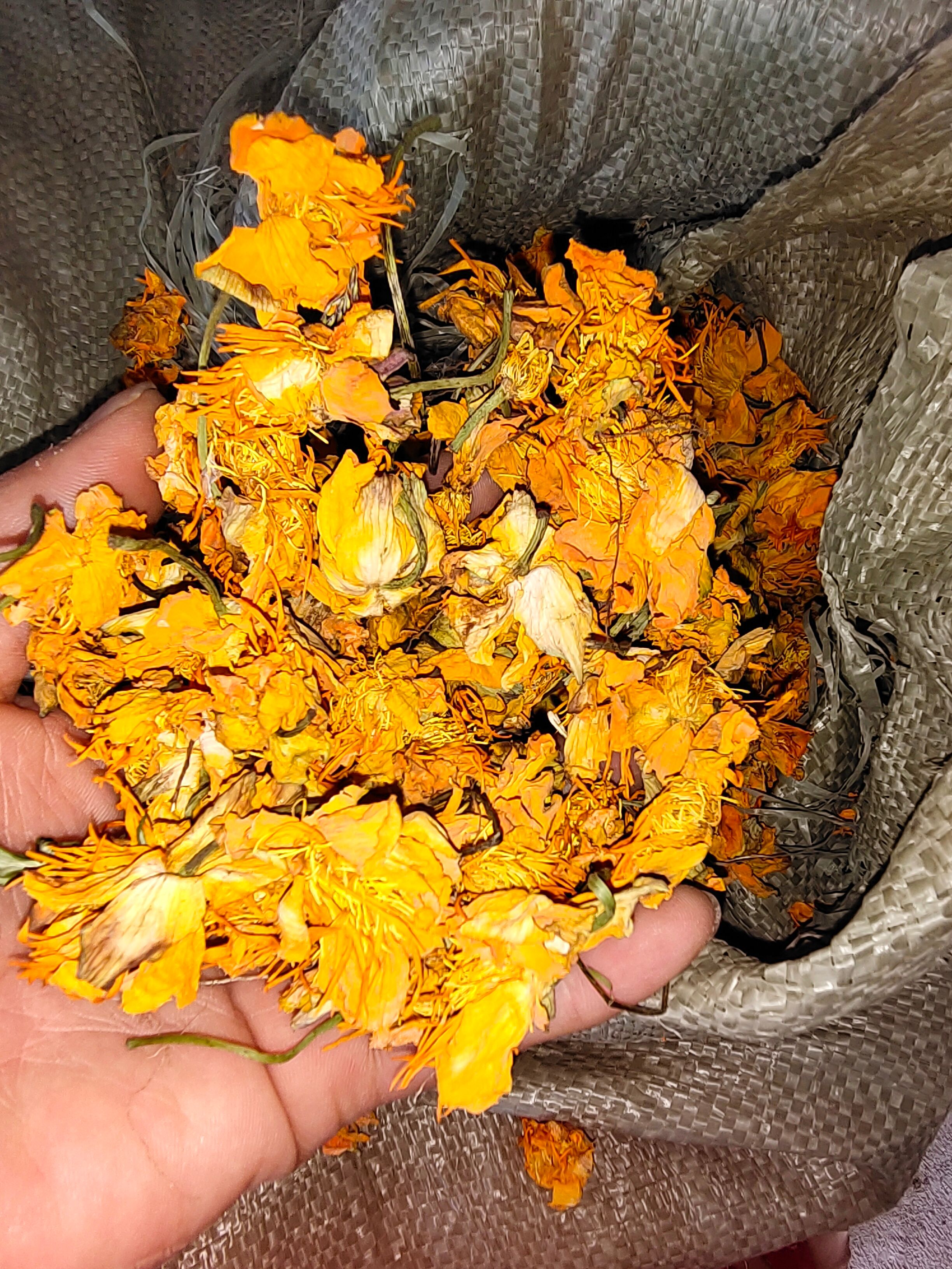 金莲花干花【产地直供】一手货源