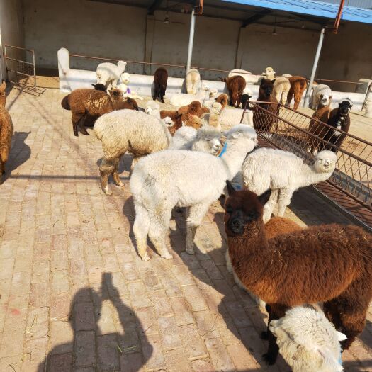 菏泽羊驼养殖合作社羊驼活体庭院观赏羊驼养殖基地