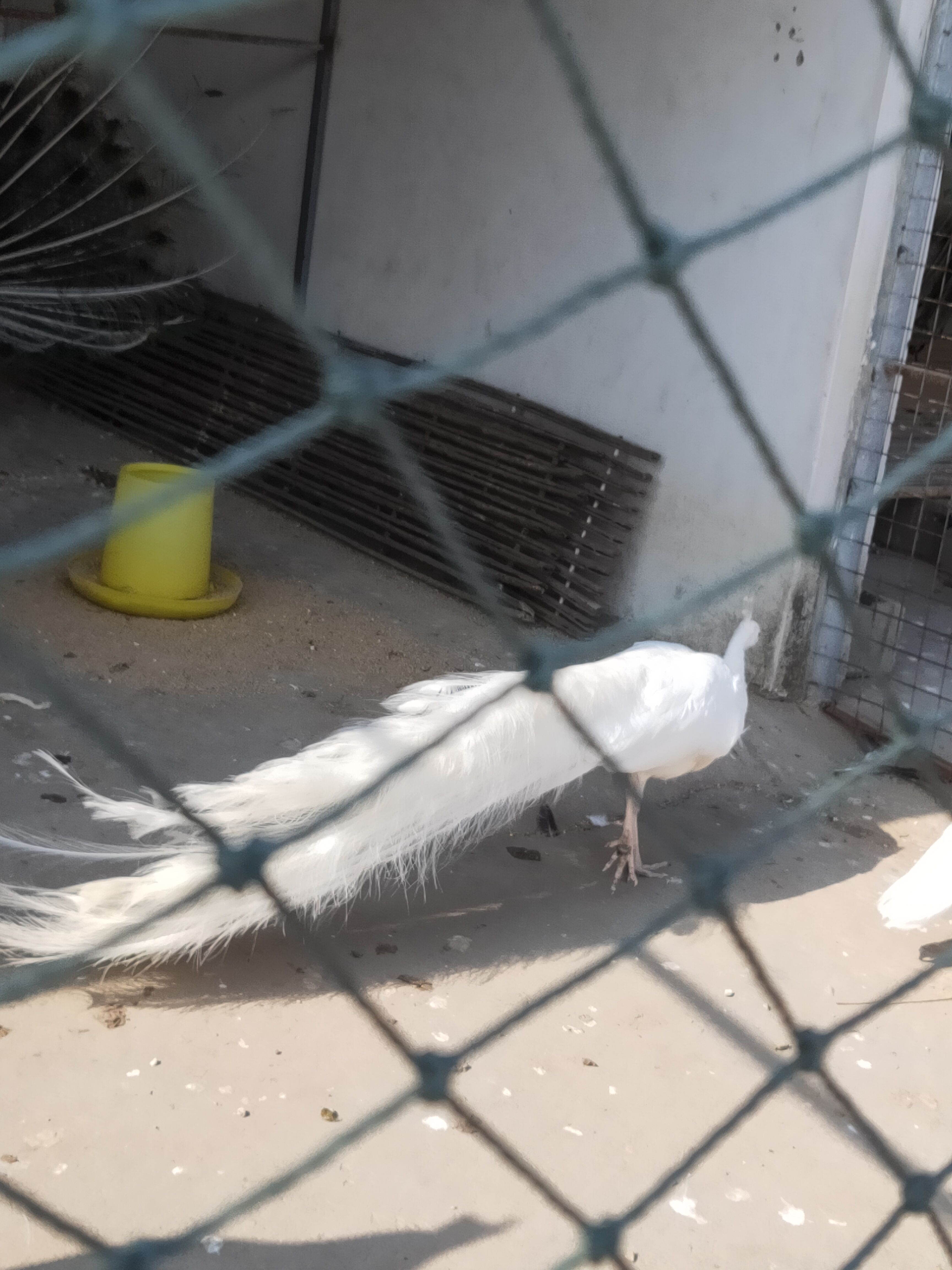 景区观赏青花瓷孔雀孔雀活苗庭院观赏孔雀养殖基地