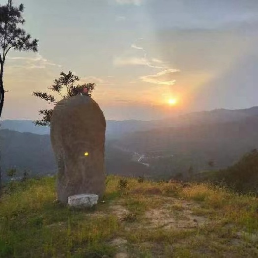 太湖县黄金芽，口感清香，产自大别山区，