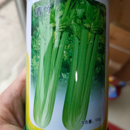 聊城天津科润青竹 芹菜种子 品种 西芹山芹