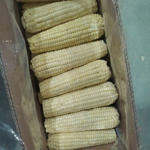 开封速冻玉米