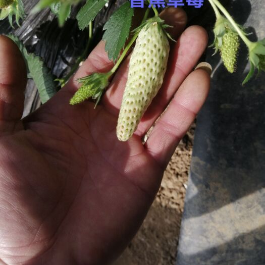平度市香蕉草莓苗