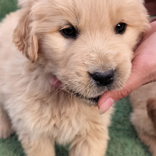中牟县双血统金毛犬