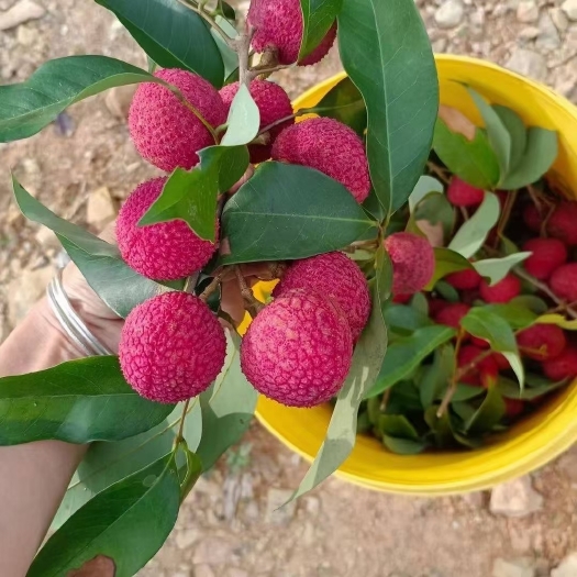 灵山县广西冰荔品种嫁接苗