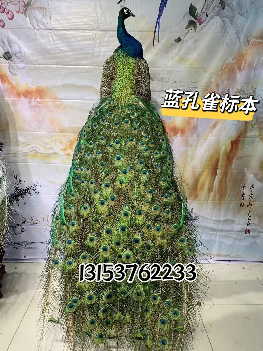 精致孔雀标本庭院观赏孔雀标本