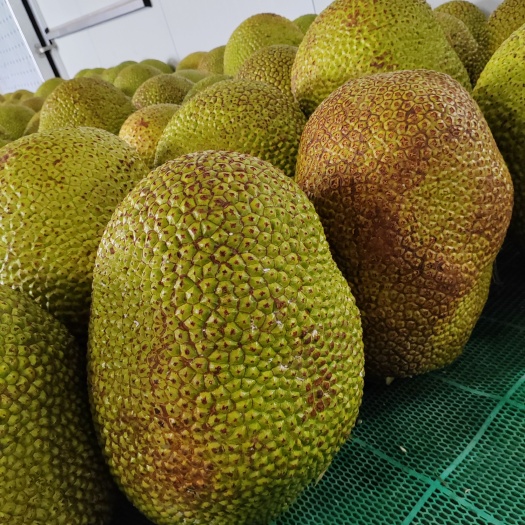 砚山县菠萝蜜  云南