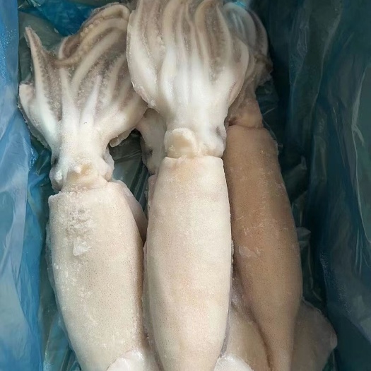 连云港单冻鱿鱼，
