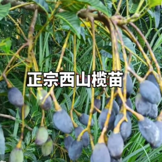 容县小莫名贵工艺榄：广西树王，容县水晶核，大红罗汉，西山榄，油榄