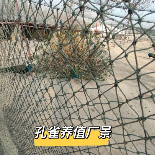 菏泽孔雀养殖户农家大院观赏孔雀散养孔雀苗庭院观赏孔雀