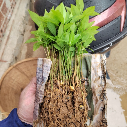 阳朔县金丝楠木苗小叶桢楠名贵楠木苗金丝楠木树苗金丝楠木芽苗