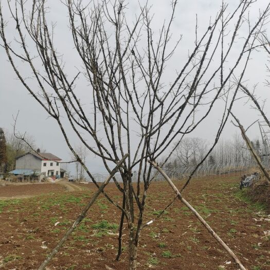 长阳县12公分八树，在线等候有缘人。
