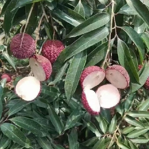 灵山县荔枝果苗无核荔枝嫁接苗