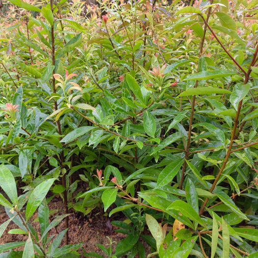 资兴市木荷