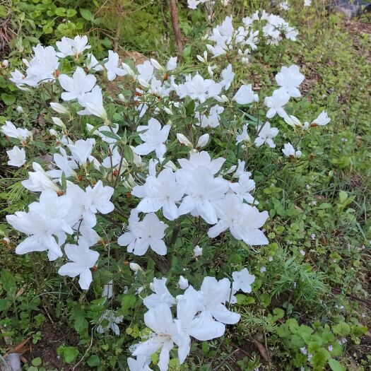 岳西县映山白，珍贵品种，带花苞带土球发货