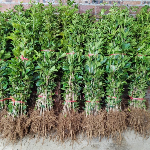 桂花苗八月金桂桂花树苗占地桂花小苗仔播桂花树苗