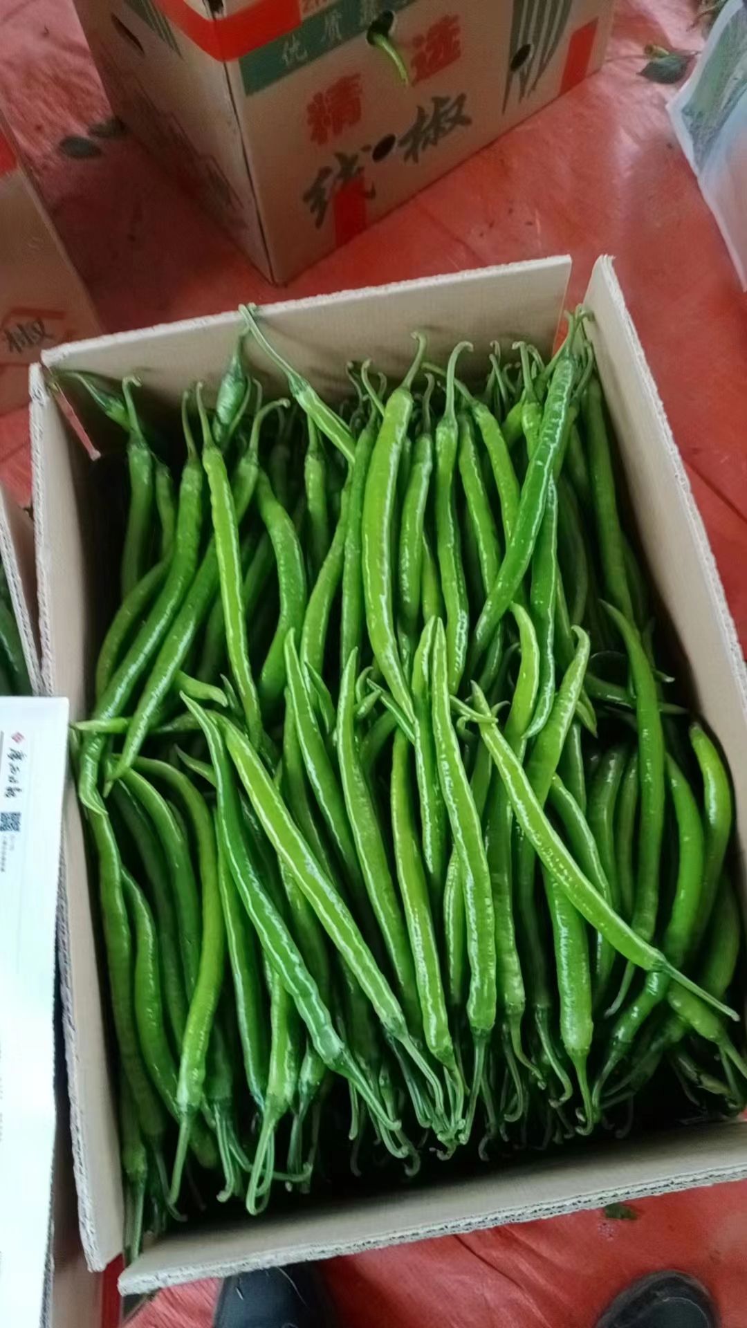 辣椒