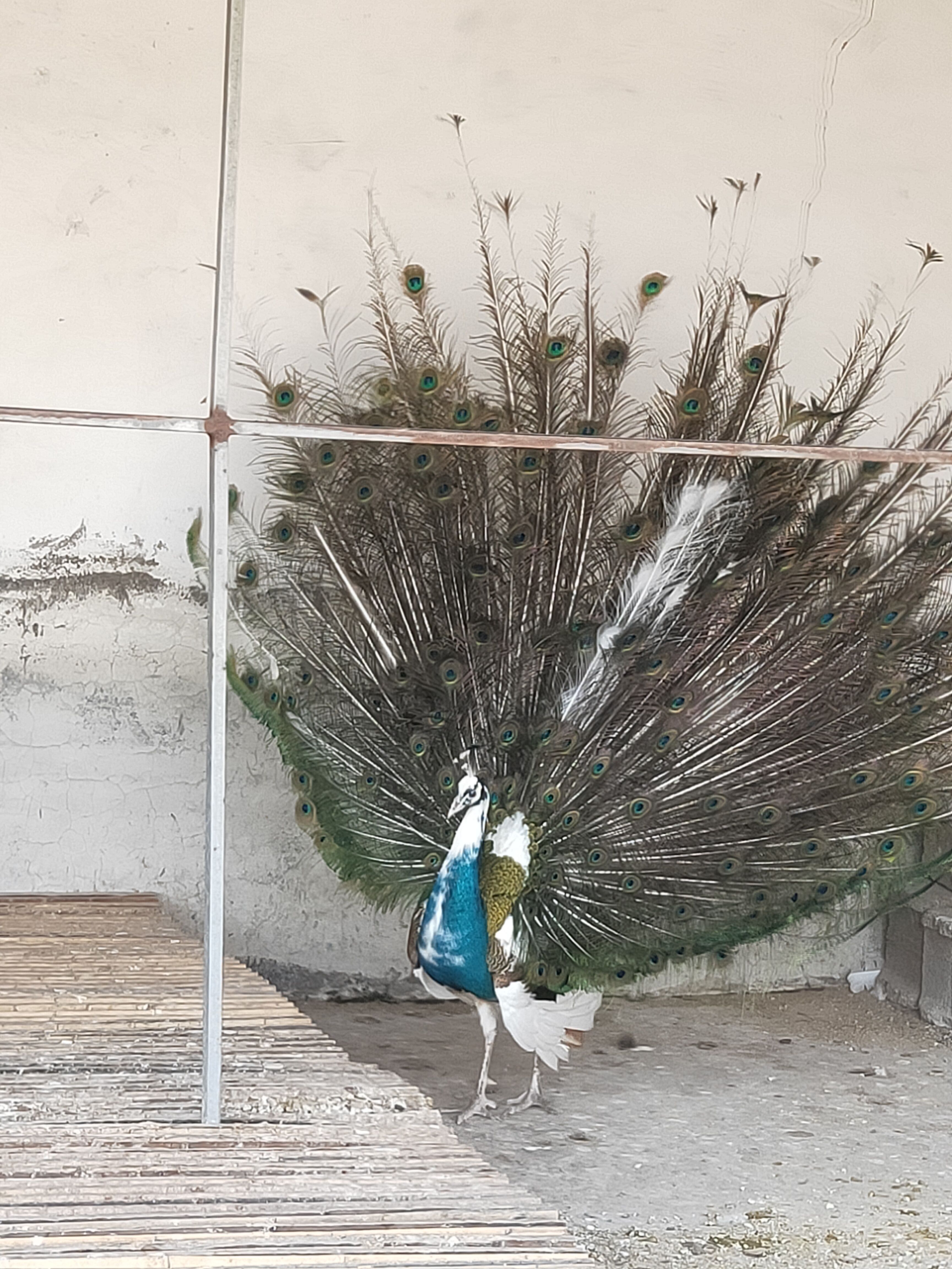 景区观赏青花瓷孔雀孔雀活苗庭院观赏孔雀养殖基地