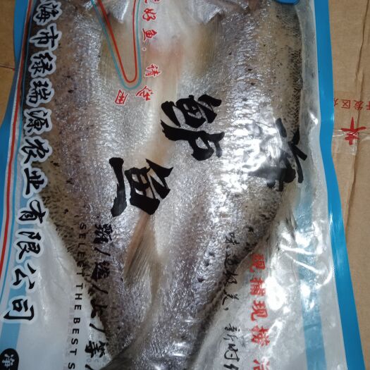 淮北蕉白海鲈