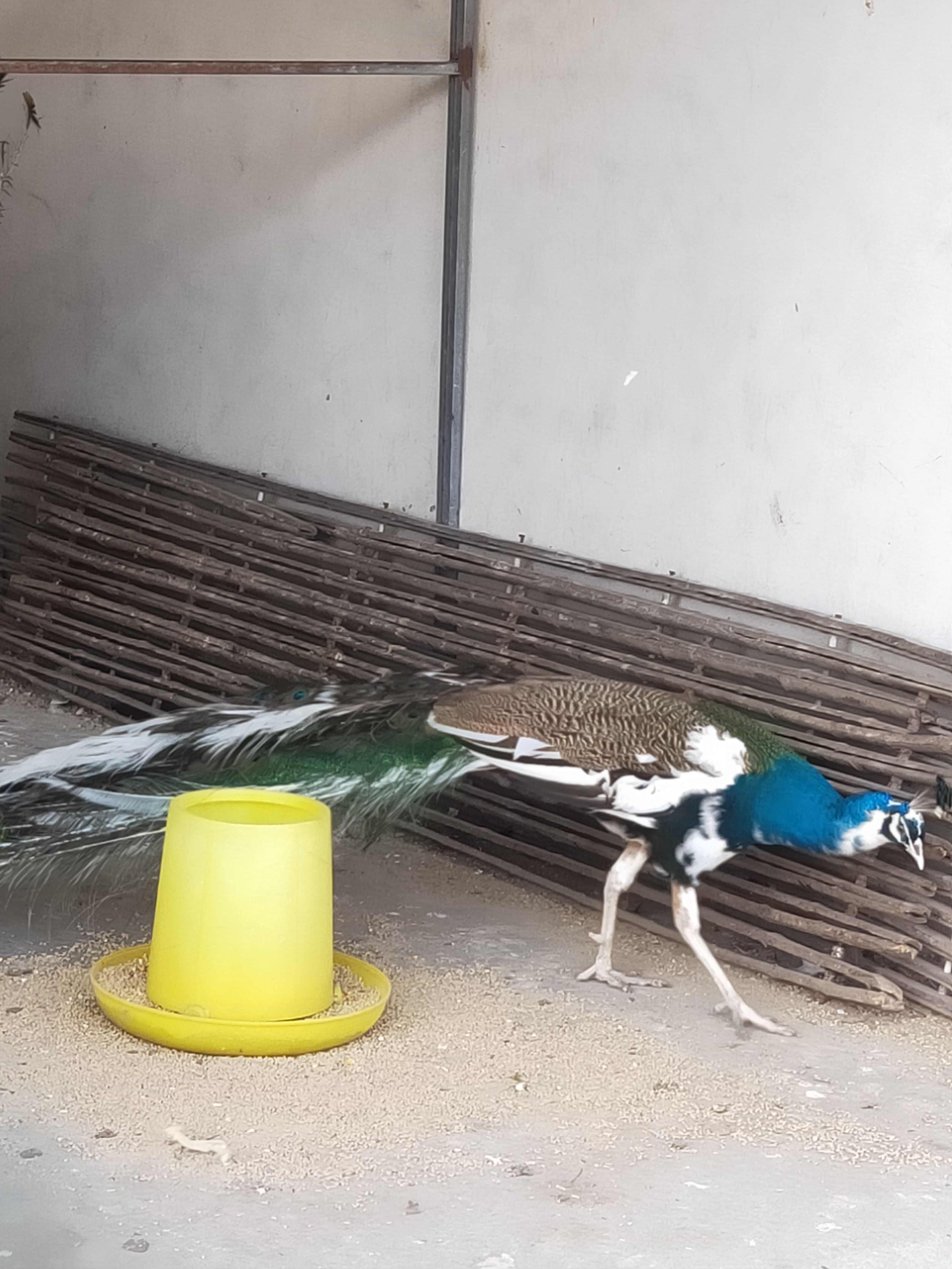 景区观赏青花瓷孔雀孔雀活苗庭院观赏孔雀养殖基地
