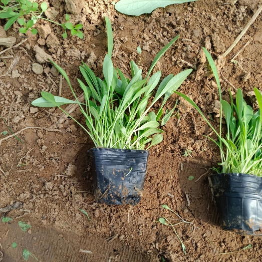 青州市金鸡菊