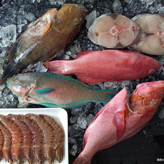 琼海市青衣鱼-西沙海鱼批发-西沙群岛海鲜礼包