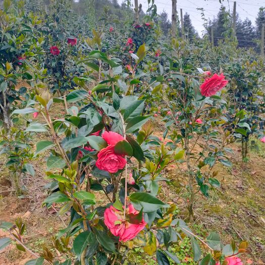 马关县出售绿化树山茶花