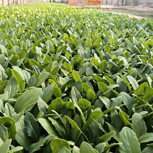 宜良县十年漂苗经验油麦菜苗一年四季可栽 品种好