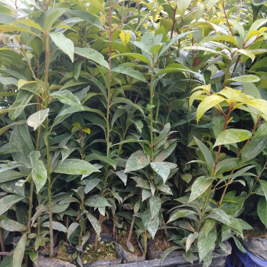 小叶桢楠  金丝楠木杯苗