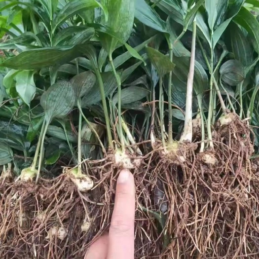黄精苗 多花姜型高杆不倒苗 鸡头黄精种块，基地直发，技术指导